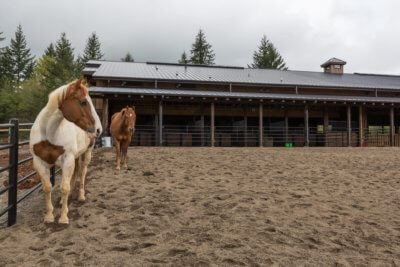 Horse_Boarding