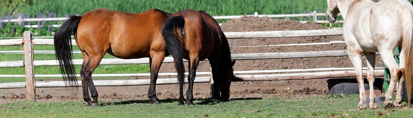 The Northwest Horse Source, for Horse Enthusiasts of all Breeds and