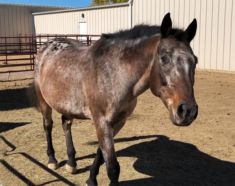 Bailey's Story - Equine Euthanasia