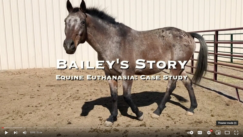 Bailey's Story - Equine Euthanasia