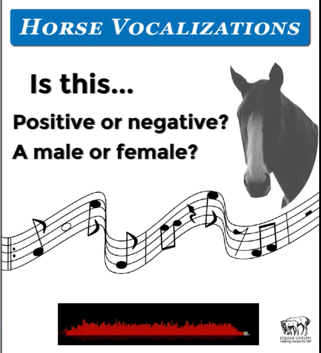 what's in a whinny horse vocalizations
