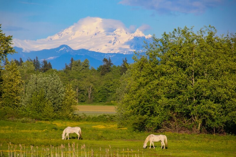 1713 Trigg Road Ferndale Brandi Coplen
