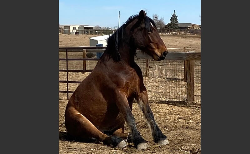 Senior Horse