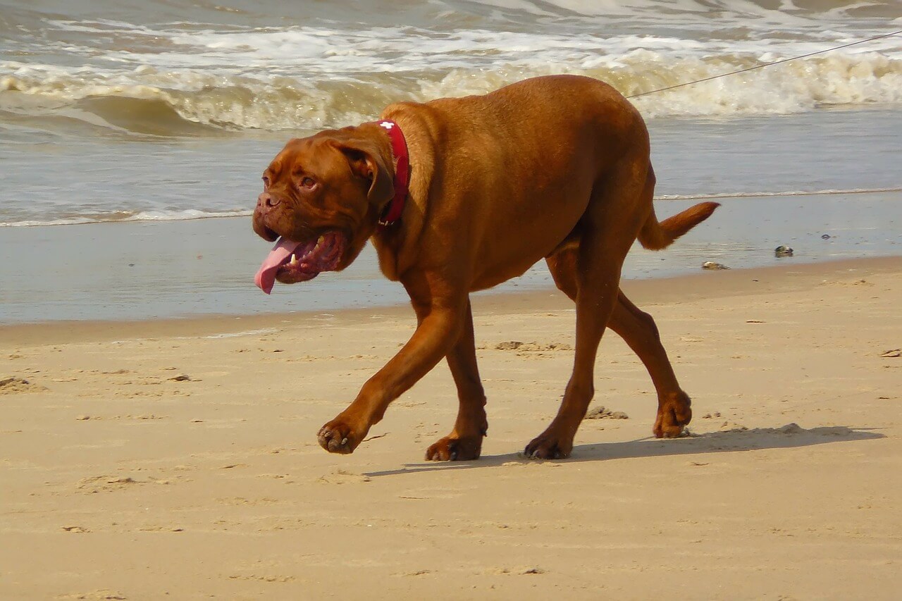 Heat Stress, Part 1: Keeping Your Dogs Safe