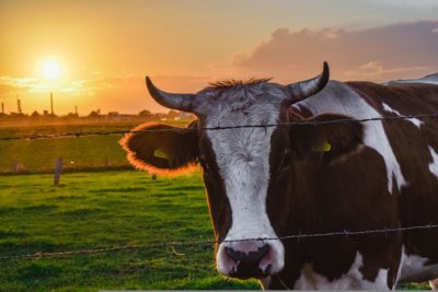 heat stress cattle