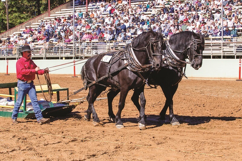 Draft Horse Classic