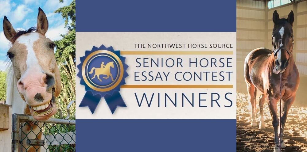 Senior Horse