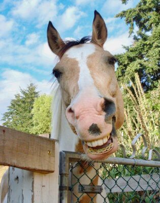 Senior Horse