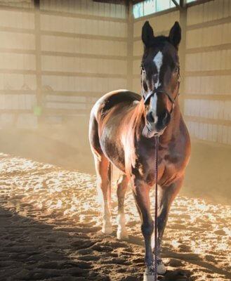Senior Horse