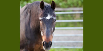 old horses